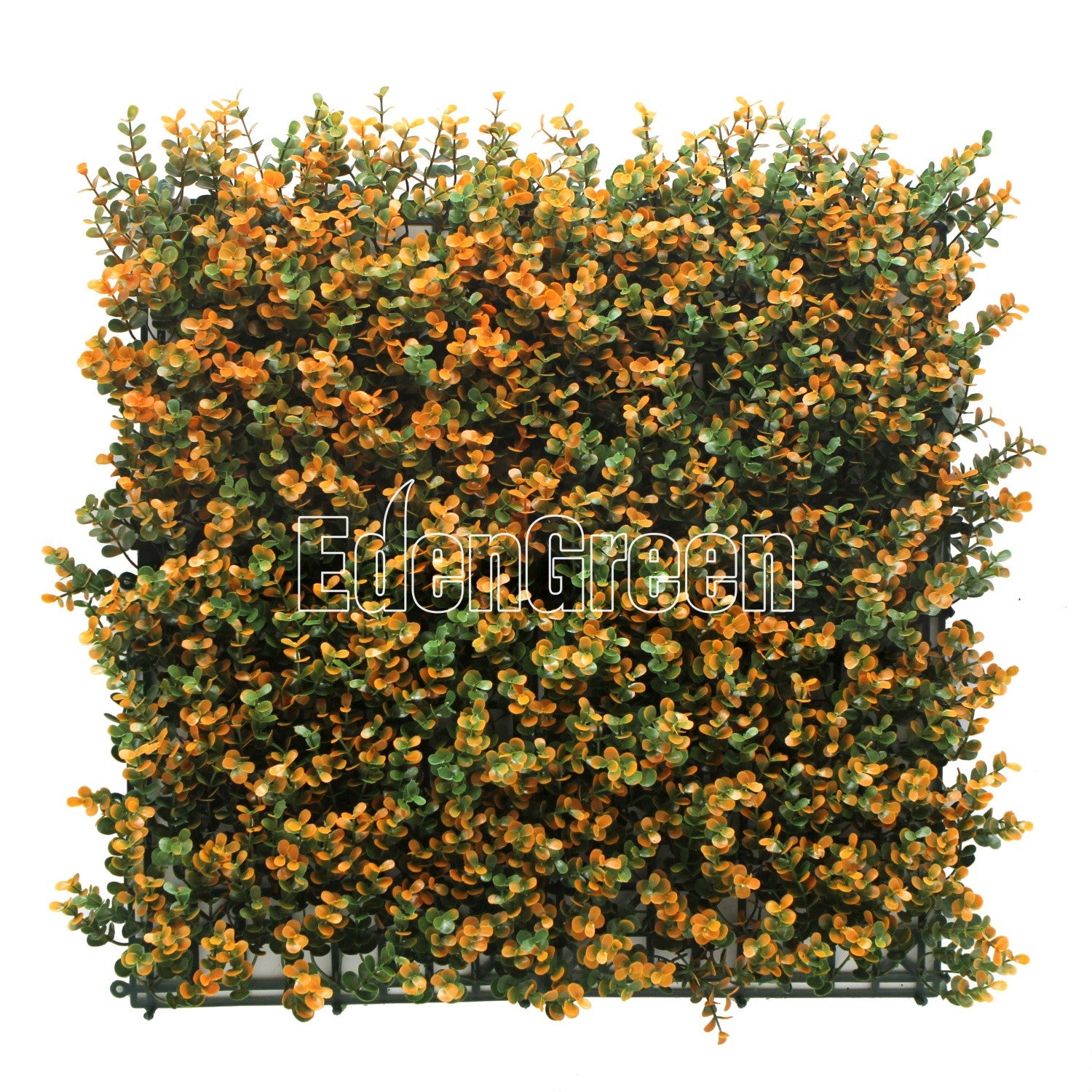 Buxus EGA012 50*50cm EdenGreen Vertical Green Wall Artificial Hedge Tile